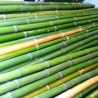 Canne di bambù - bamboo - bambu