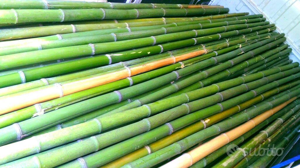 Vendita canne bambù - Altri - Arredamenti mobili antichità Inserto de L'Eco  di Bergamo. Gli annunci di bergamo e provincia