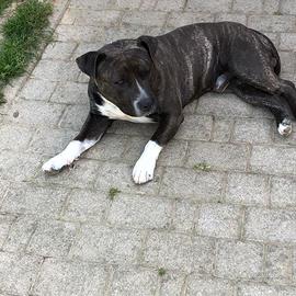 Accoppiamento American Bully Standard (Tyson)