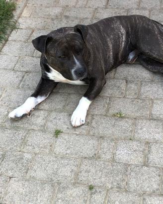 Accoppiamento American Bully Standard (Tyson)