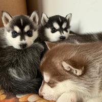 Cuccioli Husky