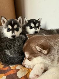 Cuccioli Husky