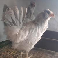 Galline araucana inglese lavanda