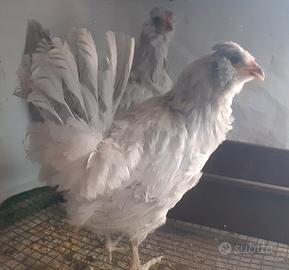 Galline araucana inglese lavanda