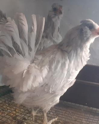 Galline araucana inglese lavanda