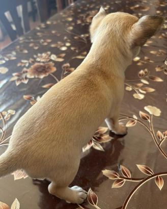 Cuccioli chihuahua maschio