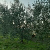 Olivi da giardino
