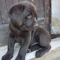 Labrador chocolate