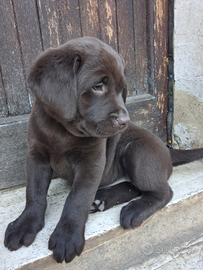 Labrador chocolate