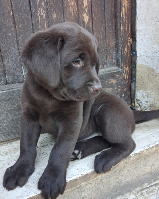 Labrador chocolate