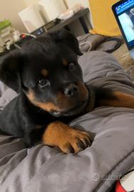 Cucciola di Rottweiler
