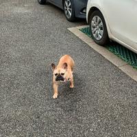 Cucciola bulldog