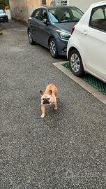 Cucciola bulldog