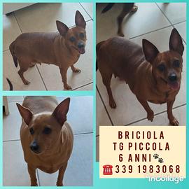 Gioia - Briciola - Ketty - Pongo