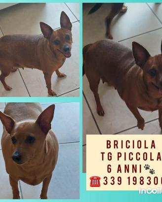 Gioia - Briciola - Ketty - Pongo