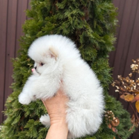 Spitz di Pomerania Mini