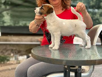Cuccioli di jack Russell terrier