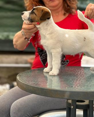 Cuccioli di jack Russell terrier