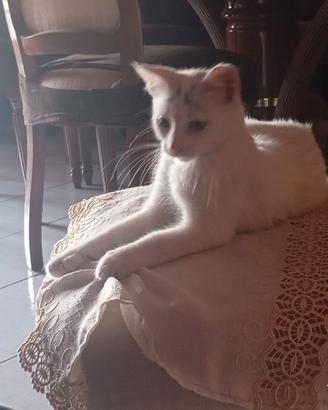 Gattino bianco