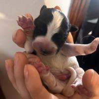 Cani di razza jack russel terrier