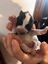 Cani di razza jack russel terrier