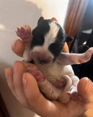 Cani di razza jack russel terrier