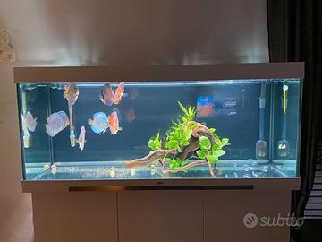 Acquario Juwel 450 LED Bianco + Mobile e Accessori