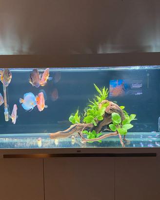 Acquario Juwel 450 LED Bianco + Mobile e Accessori