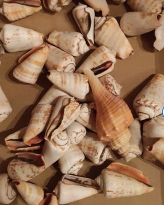 Conchiglie decorative