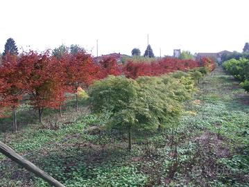 Terreno Residenziale Schiavon