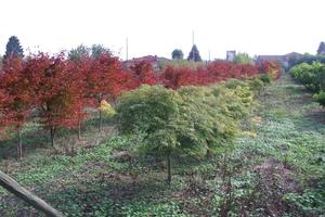 Terreno Residenziale Schiavon