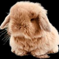 Cuccioli ariete nano minilop diversi colori