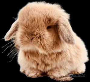 Cuccioli ariete nano minilop diversi colori