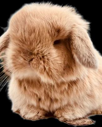 Cuccioli ariete nano minilop diversi colori