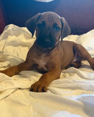 Cuccioli di Rhodesian Ridgeback