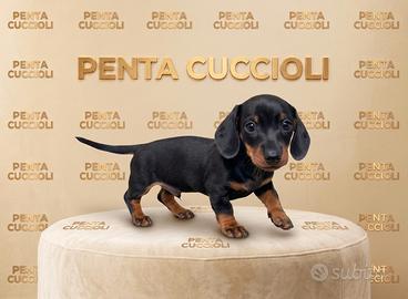 BASSOTTO NANO TEDESCO NERO FOCATO puppy - pag rate
