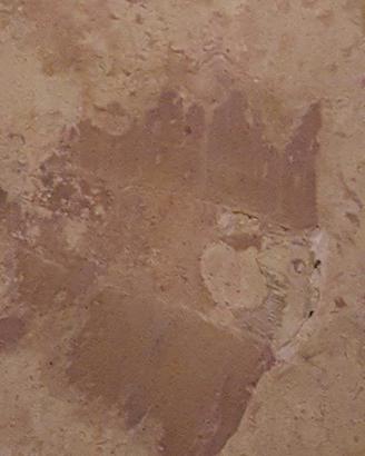 LASTRA DI ROSSO FOSSILE CON...
