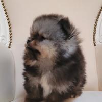 Cuccioli pomerania