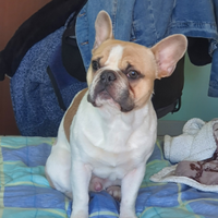 Maschietto per monta