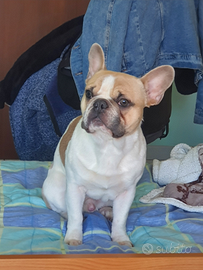 Maschietto per monta