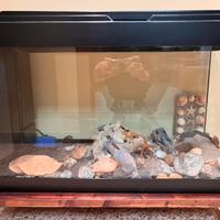 Acquario