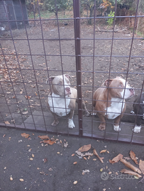 American bully poket