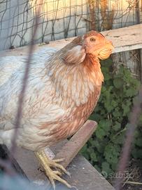Galline pulcinotti oche papere