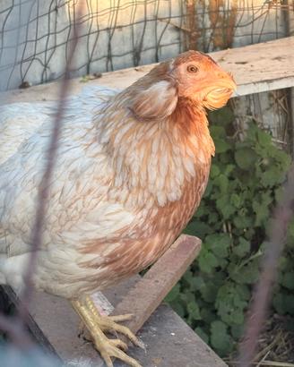 Galline pulcinotti oche papere