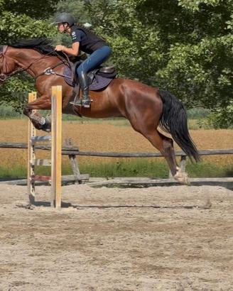 Cavallo italiano salto ostacoli