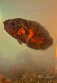 Pesce tropicale