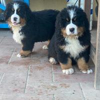 Bovaro del Bernese con pedigree