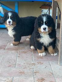 Bovaro del Bernese con pedigree