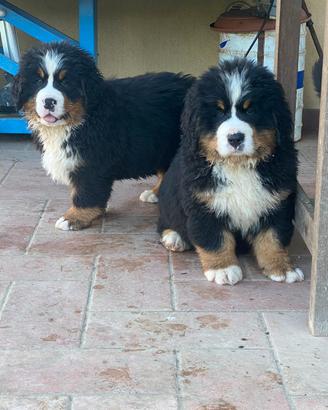 Bovaro del Bernese con pedigree