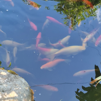 Pesci rossi laghetto